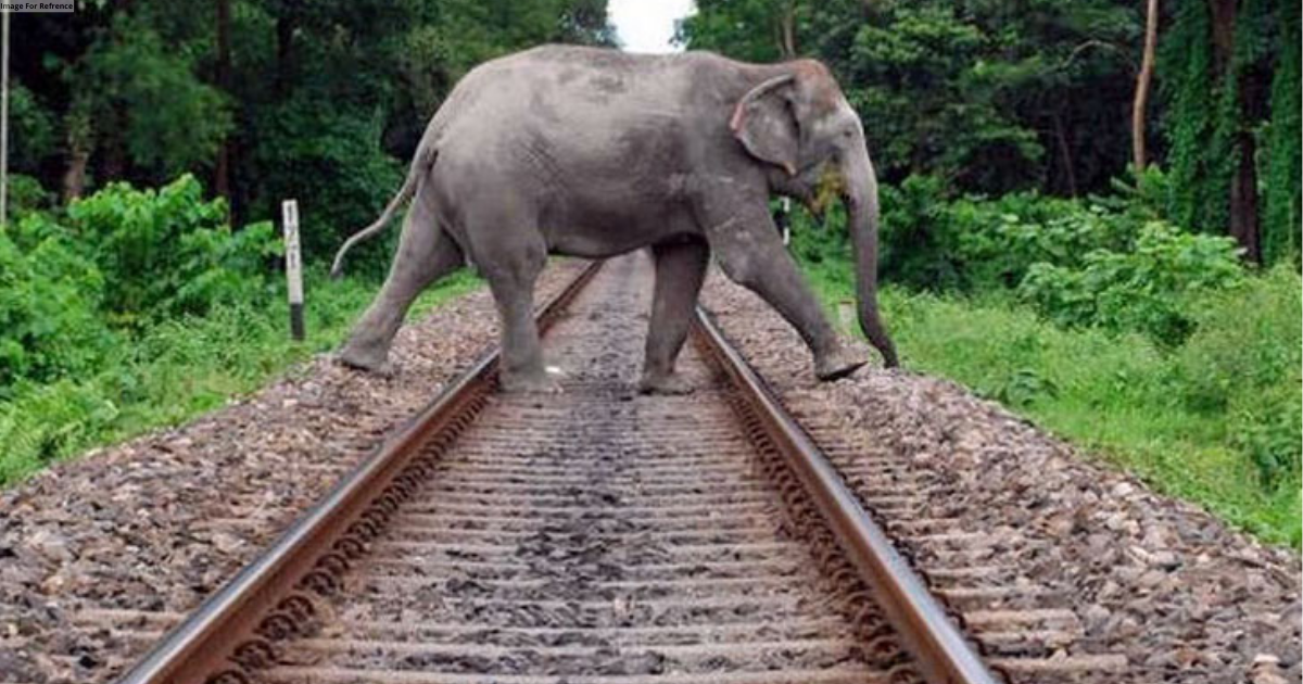 Odisha: ECOR to install device to prevent elephant deaths due to train accidents